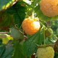 Rubus Idaeus